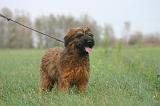 BRIARD 304